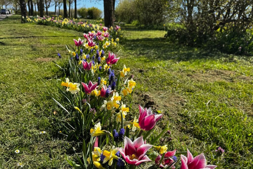 Bright spring flowers in the grass/ money mindset