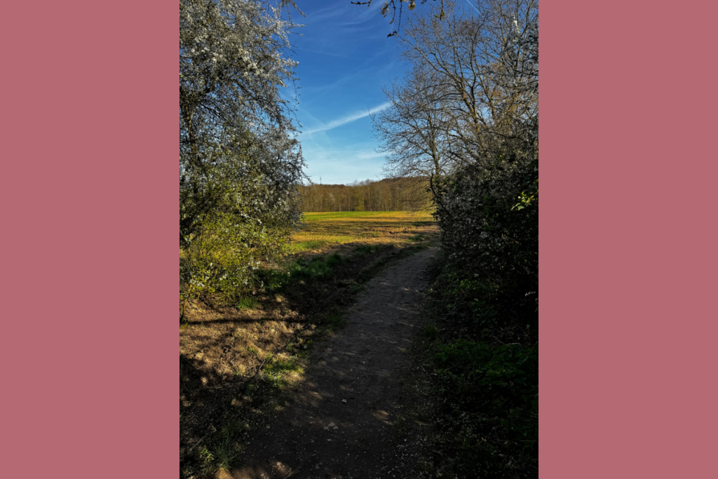 A path opening to a field with forest in the distance
