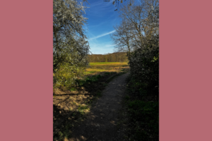 A path opening to a field with forest in the distance