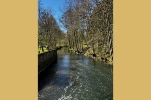Beautiful flowing forest river
