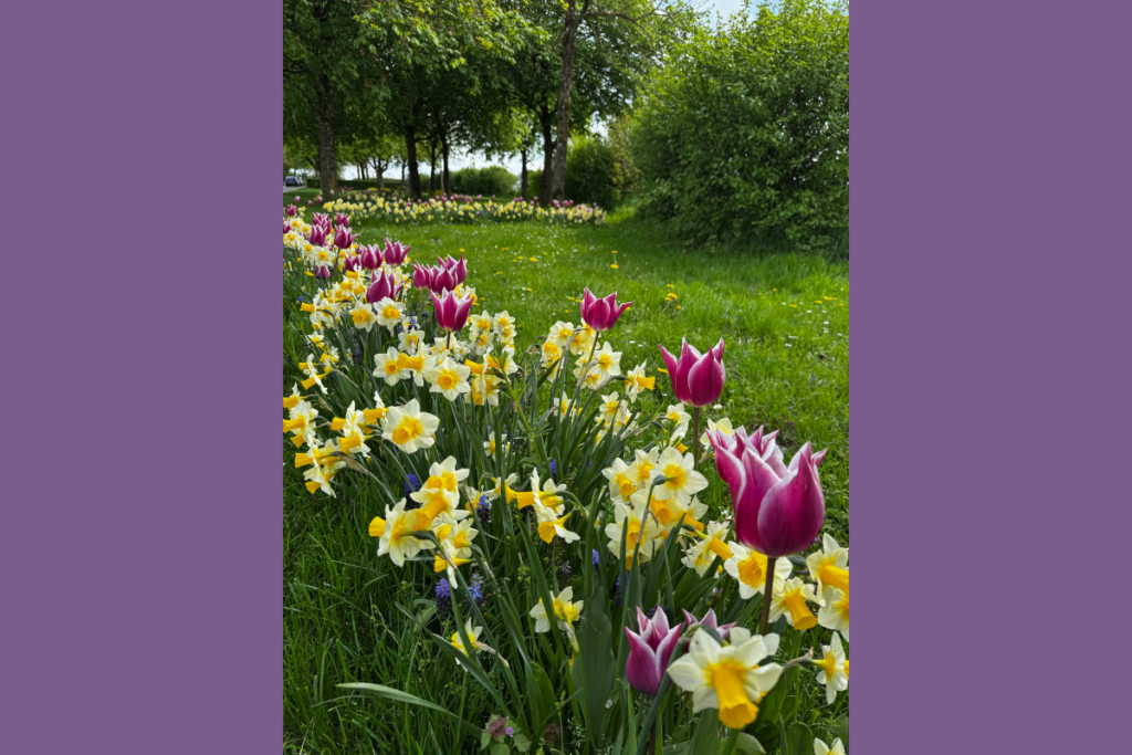 Spring flowers in a field so many colours