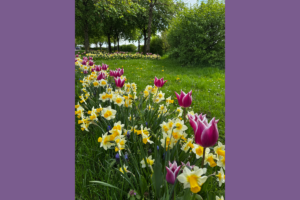 Spring flowers in a field so many colours
