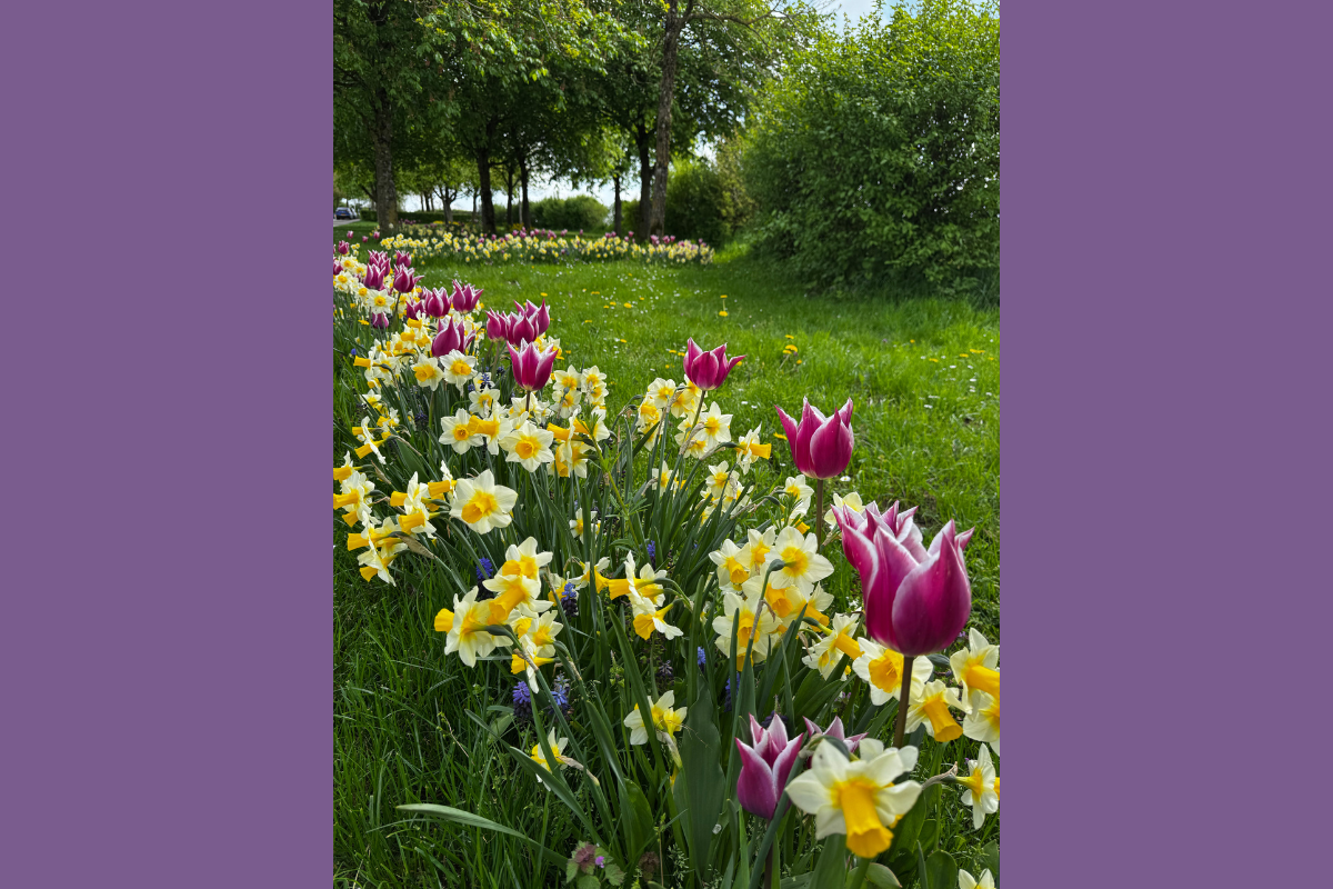 Spring flowers in a field so many colours