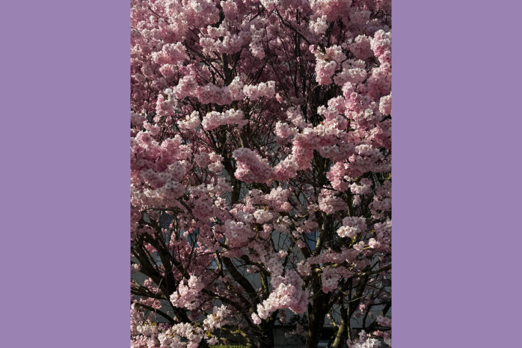 Gorgeous cherry blossom filled tree