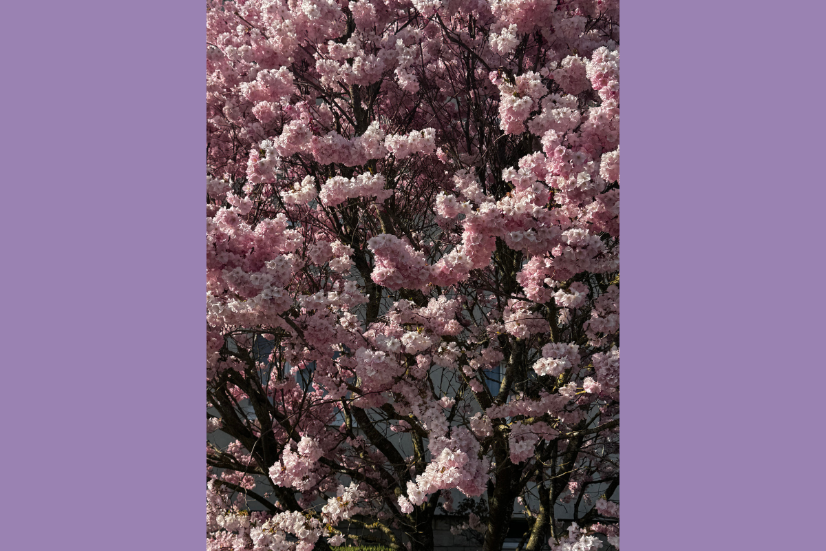 Gorgeous cherry blossom filled tree