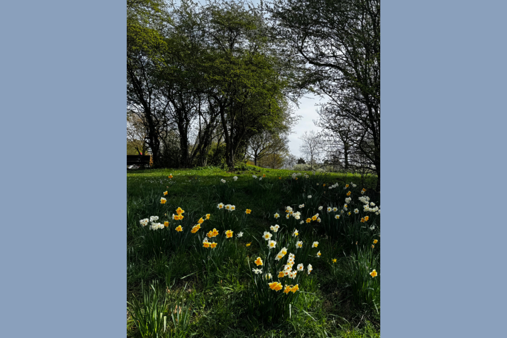 Pretty park with spring flowers