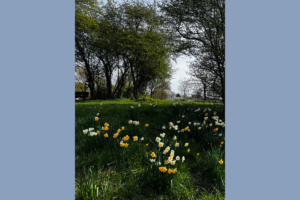Pretty park with spring flowers