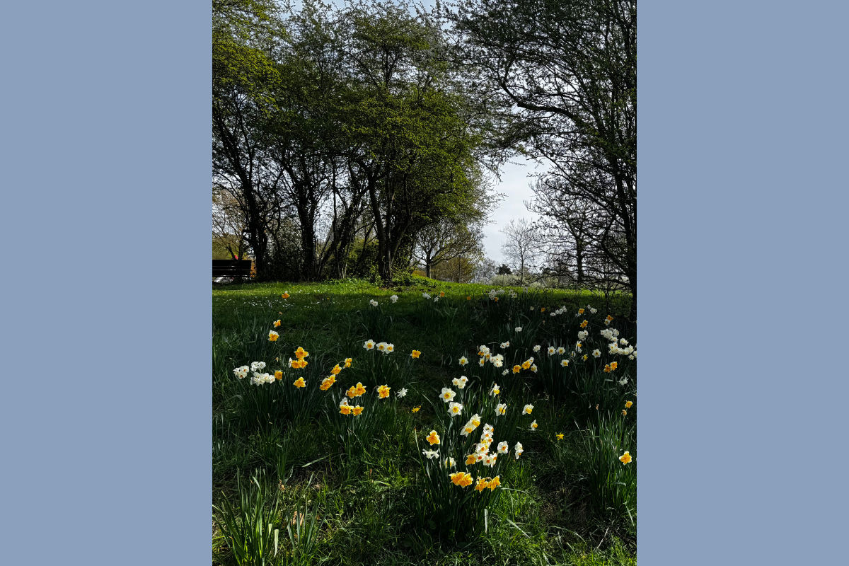 Pretty park with spring flowers