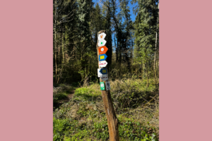 Complicated signpost in forest