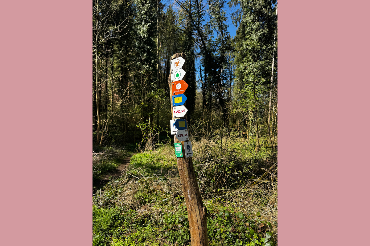 Complicated signpost in forest